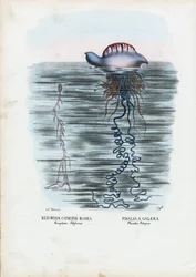 Méduse, 1863-79